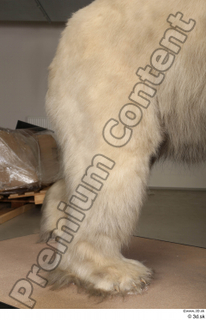 Polar bear leg 0009.jpg